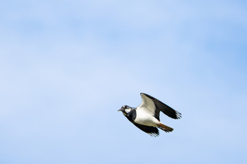 Northern lapwing flying in front of a blue sky
