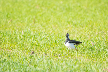 Northern lapwing in a meadow