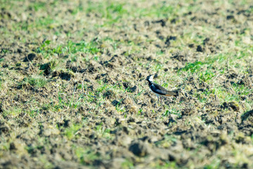 Obraz premium Northern lapwing in an agricultural field