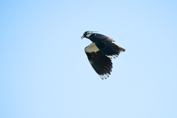 Northern lapwing flying in front of a blue sky