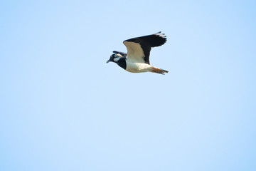 Northern lapwing flying in front of a blue sky