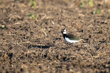 Northern lapwing in an agricultural field