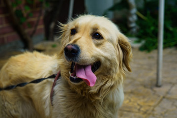 Close-up photo golden retriever dog in the garden