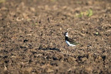 Northern lapwing in an agricultural field