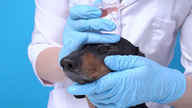 Veterenar instills a therapeutic drop in the eyes of a dog on a blue background