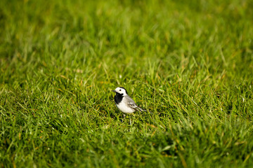 White wagtail in grass