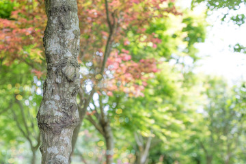 Tree trunk closeup and blurred forest background