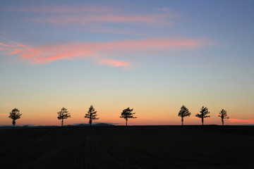 夕陽にうかぶ５本の木