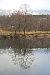 Fototapeta na wymiar 池の畔の一本の木 (One tree by the pond)