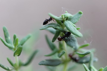 Obraz premium LES FOURMIS SUR LA FLEUR DE THYM