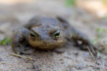 closeup portrait of a toad