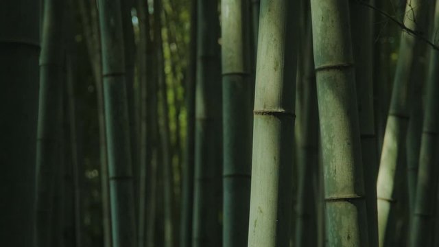 The sunlight is shining in the static bamboo forest.
