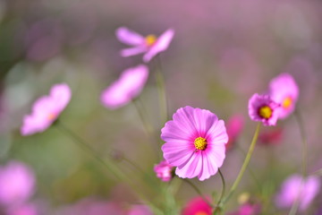 Fototapeta premium Beautiful cosmos flowers blooming in garden.