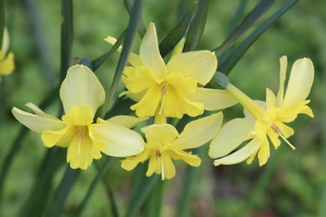 スプリットコロナスイセンの黄色い花