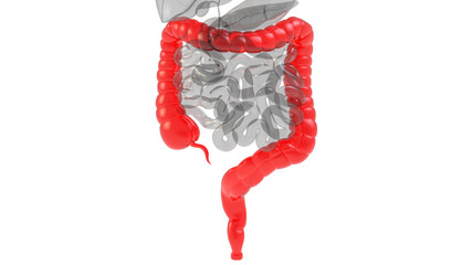 Human Internal Organ of Digestive System Large Intestine Anatomy X-ray 3D rendering