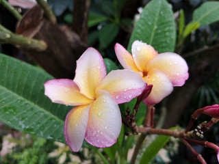 Beautiful pink Frangipani flowers, with raindrops on the flowers on a rainy day with a blurred background and soft focus.