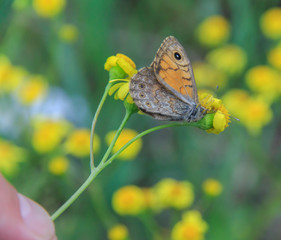 fingers hold a yellow daisy on which a brown butterfly sits  