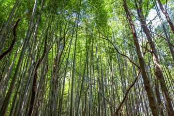 【竹林イメージ】神奈川県 寺家ふるさと村