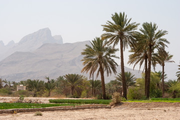 Fototapeta na wymiar Date palm trees in the interiors of Oman