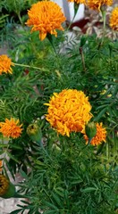 orange flowers in the garden