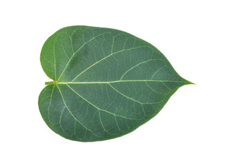 Obraz premium Dregea volubilis (L.f.) Hook.f.on white background
