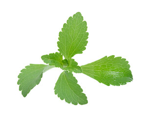 Stevia rebaudiana plant isolated on white background