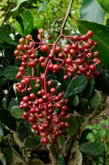 Red berries on a tree.