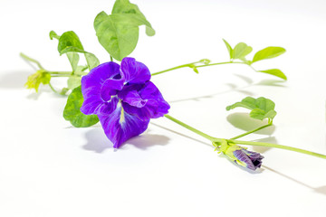 Fototapeta na wymiar Close up fresh butterfly pea flower or blue pea with leaves on a white background, Purple flower