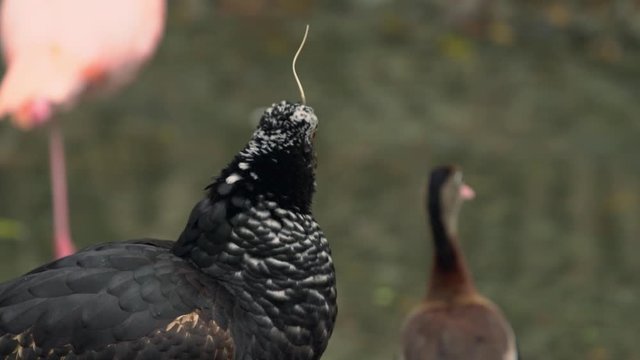 The Horned Screamer Bird of South America