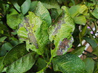 close up of damaged green leaves
