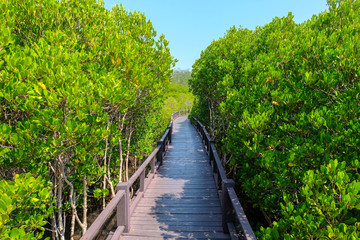 Obraz premium Long wooden bridge through the mangrove forest