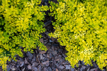  Ligustrum sinense or Sunshine ligustrum, a small privet decorative shrub with bright yellow and lime leaves	