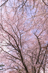 北海道　札幌市の美しい満開の桜