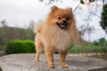 Brown pomeranian dog Standing on the outdoor table