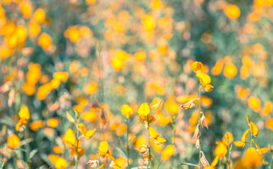 Sunn hemp garden with yellow and orange flower