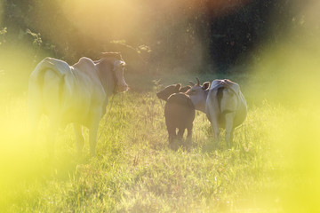Cow family in meadow with blurry light