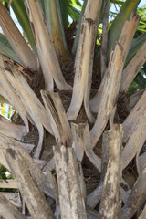 Palm Tree 2020 I 