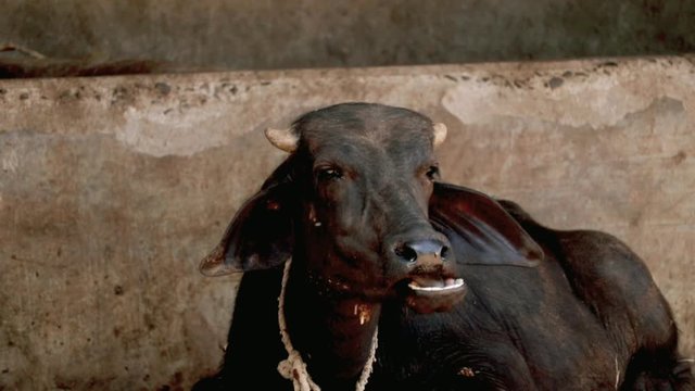 Buffalo chewing cud,Close up of an young Indian buffalo chewing its cud whilst resting presenting wounds on its nose and ears,water Buffalo Lie Resting In Yard