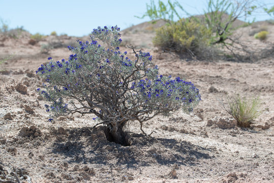 Fremont's Indigo Bush (Psorothamnus fremontii var. fremontii) covered in dark purple flowers and growing on gypsum soils in Rainbow Gardens, Lake Mead National Recreation Area, Clark County, NV, USA