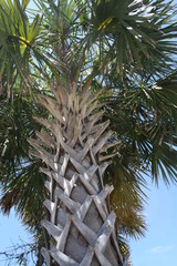 Florida Palm Tree 2020 II