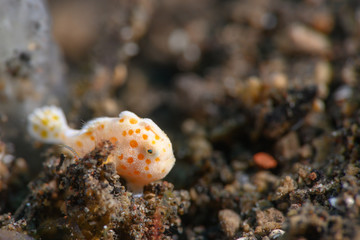 カエルアンコウ