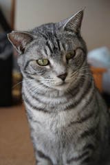 サバトラネコの上半身