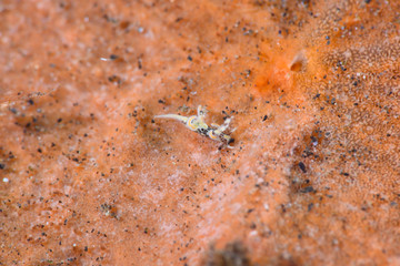 トラパニアトラ