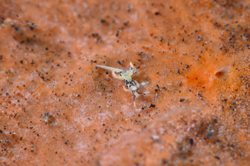 トラパニアトラ