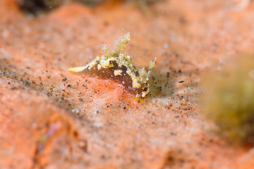 アオモンツガルウミウシ