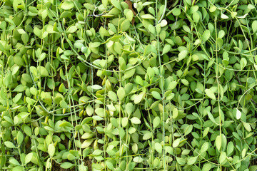 Fototapeta premium Green leaves flowers for background or the naturally walls texture.