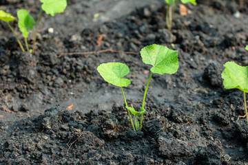 Small trees are growing in plots, cultivated with fertile black soil.