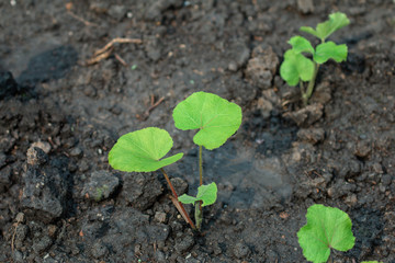 Small trees are growing in plots, cultivated with fertile black soil.