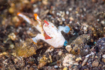 クマドリカエルアンコウ antennarius maculatus