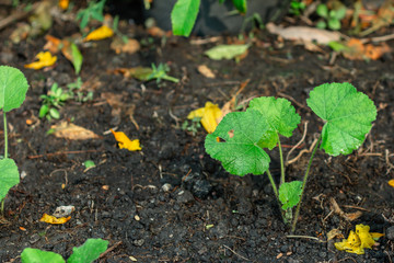 Small trees are growing in plots, cultivated with fertile black soil.